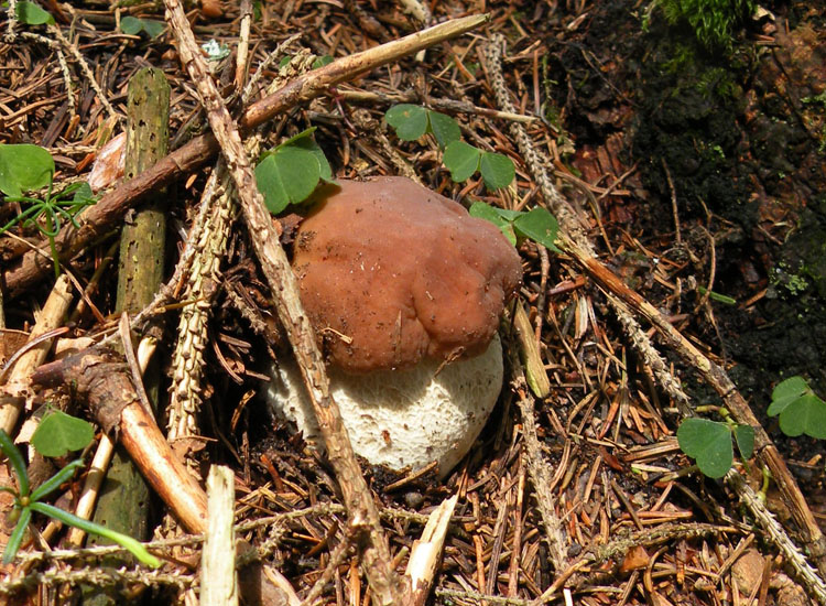 Tutti Boletus edulis?